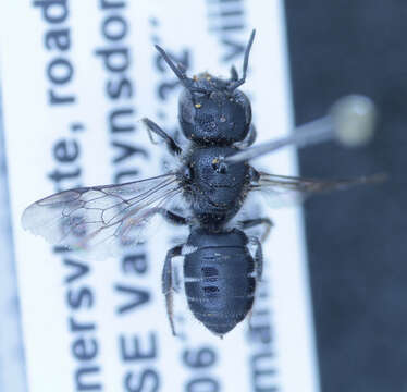 Image of Othinosmia namana (Strand 1912)