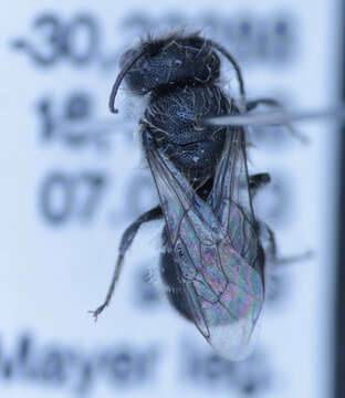 Image of Othinosmia