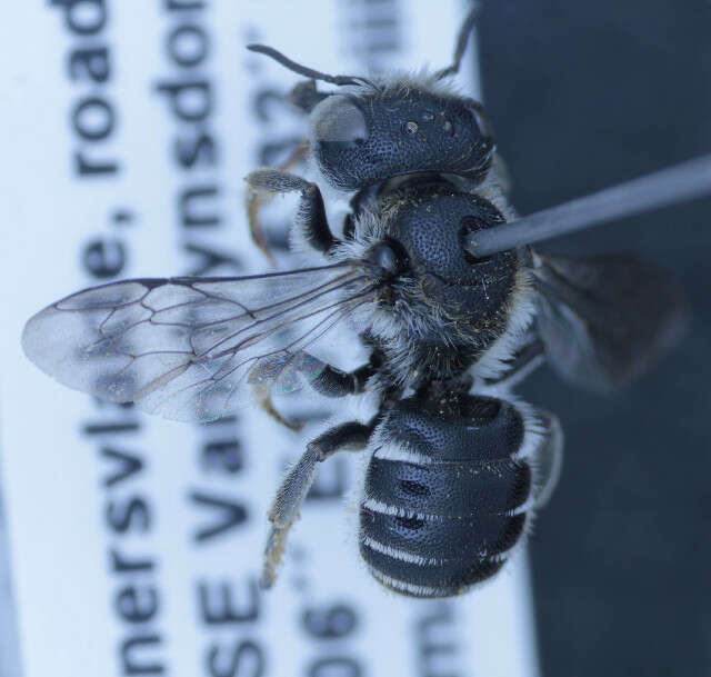 Othinosmia calviniae (Cockerell 1932)的圖片