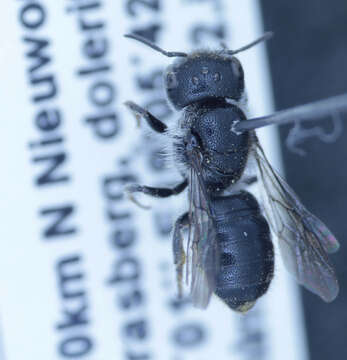 Image of Othinosmia namana (Strand 1912)