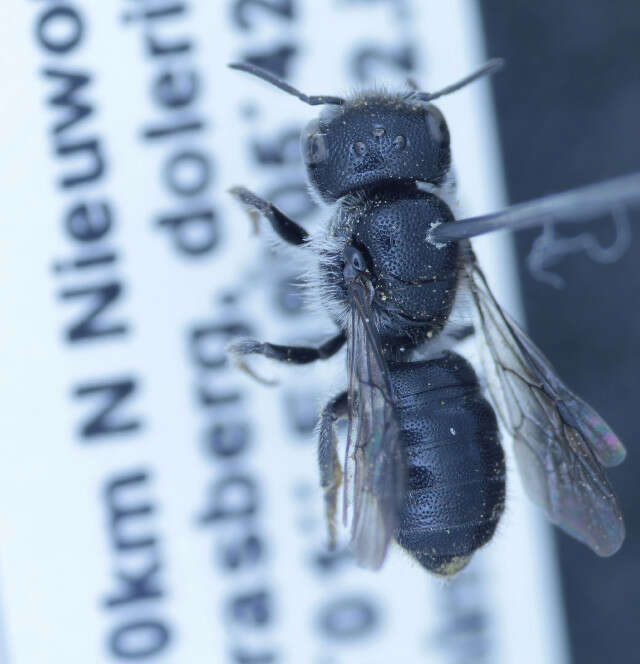 Othinosmia namana (Strand 1912)的圖片