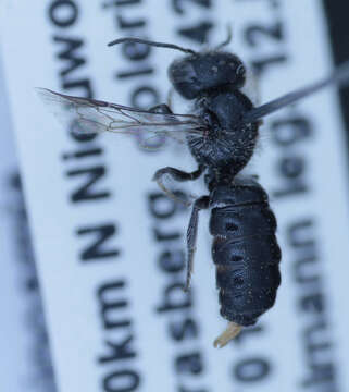 Image of Othinosmia namana (Strand 1912)