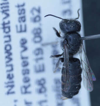 Image of Othinosmia globicola (Stadelmann 1892)