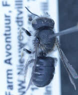 Image of Othinosmia