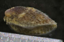 Image of slipper limpets