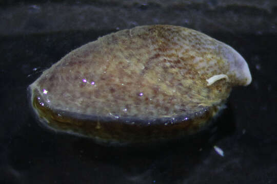 Image of slipper limpets