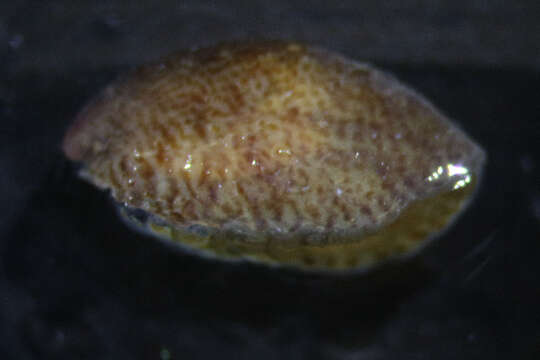 Image of slipper limpets