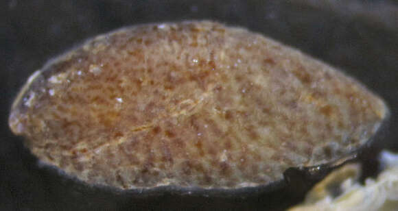 Image of slipper limpets