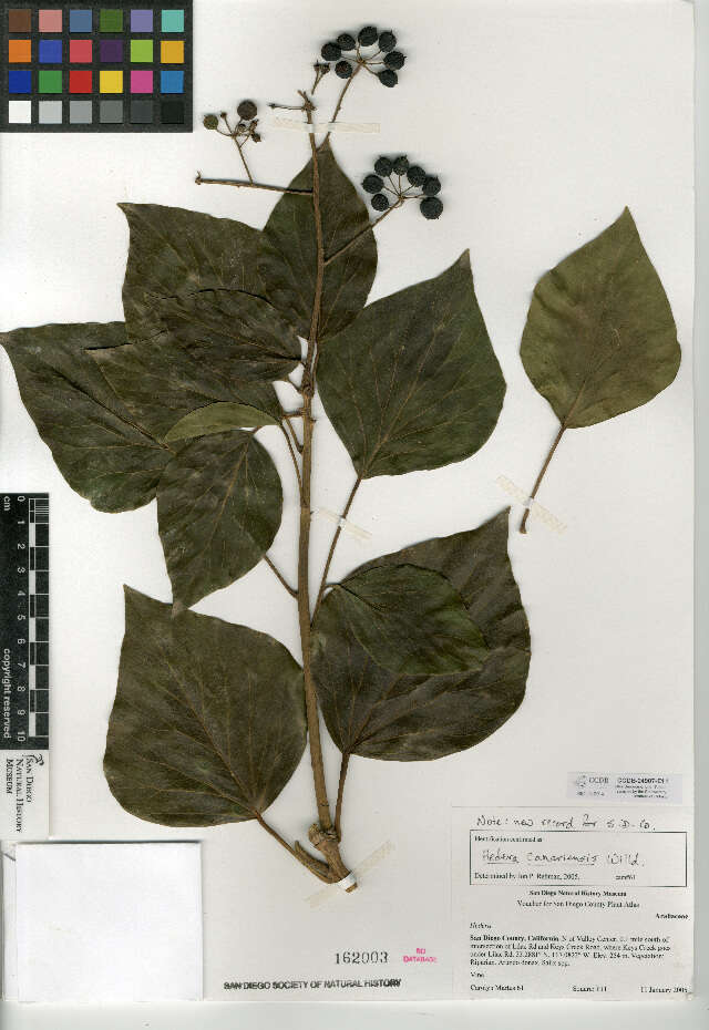 Image of Algerian ivy