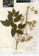 Image of California spikenard