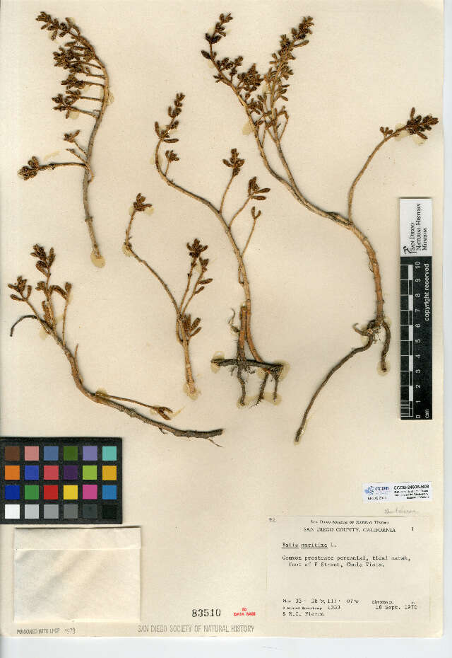 Bataceae (rights holder: San Diego Natural History Museum. SDNHM. Year: 2015.)