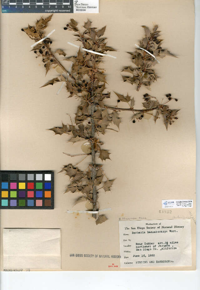 Image of Berberis higginsiae