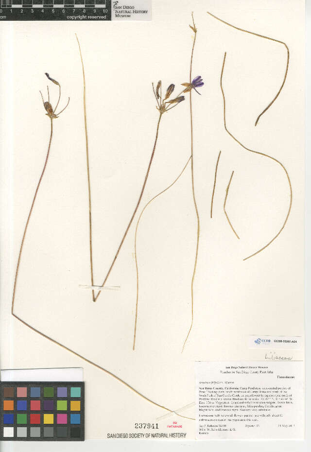 Sivun Brodiaea filifolia S. Watson kuva