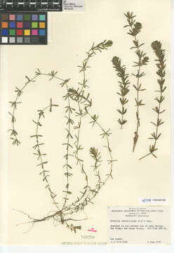 Image of hydrilla