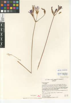 صورة Brodiaea elegans elegans