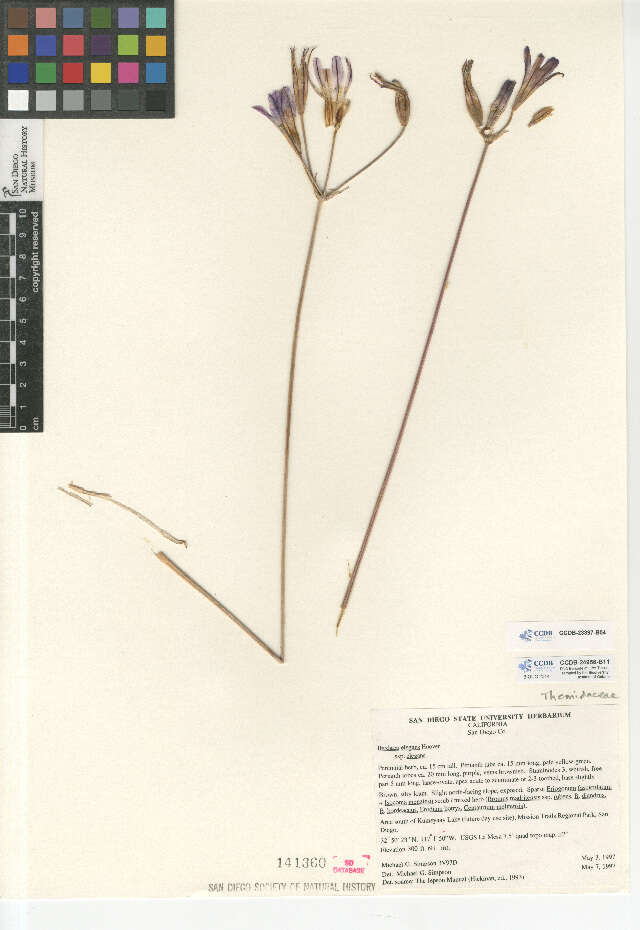 Imagem de Brodiaea elegans elegans