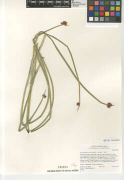 Image of American bulrush