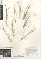 Image of Juncus bufonius bufonius