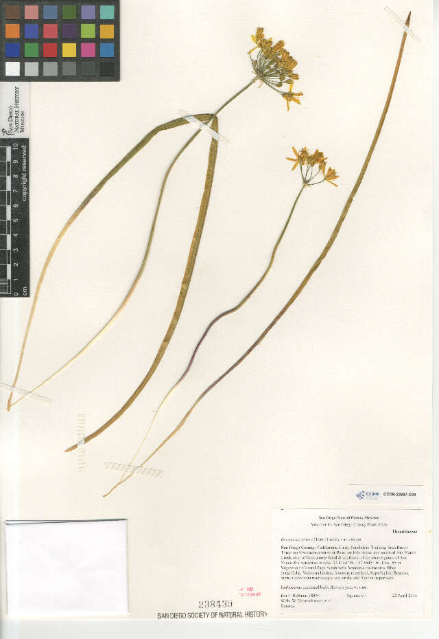 Image of Bloomeria crocea crocea