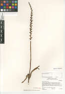 Image of narrow-petal rein orchid