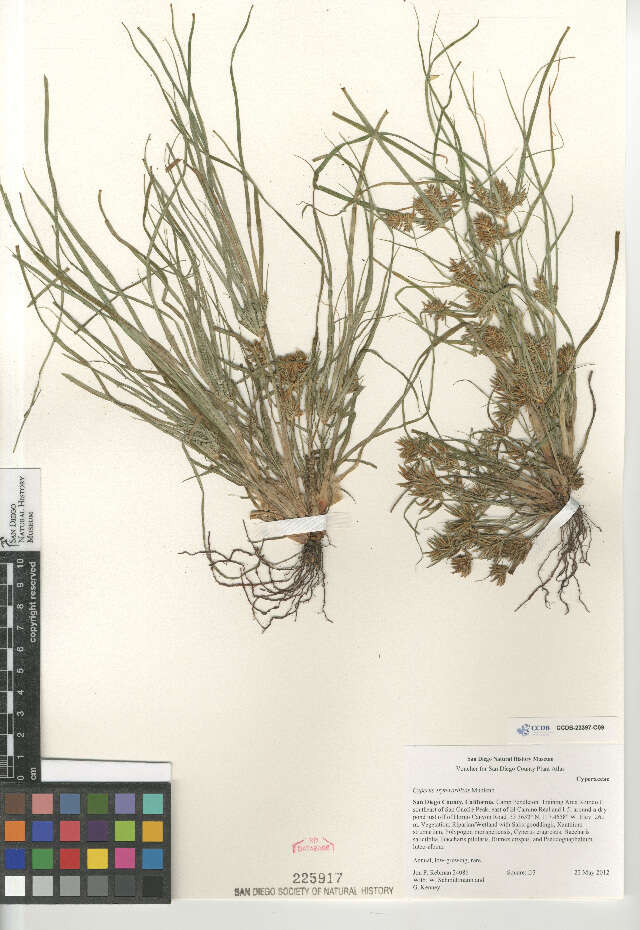 Imagem de Cyperus erythrorhizos Muhl.