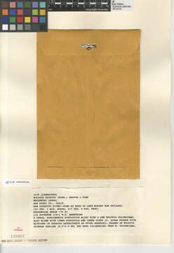 Image of watermeal