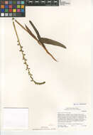 Plancia ëd Platanthera cooperi (S. Watson) R. M. Bateman