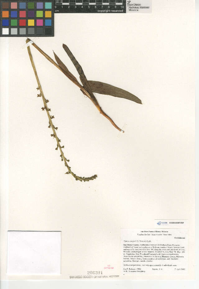 Image of Cooper's rein orchid