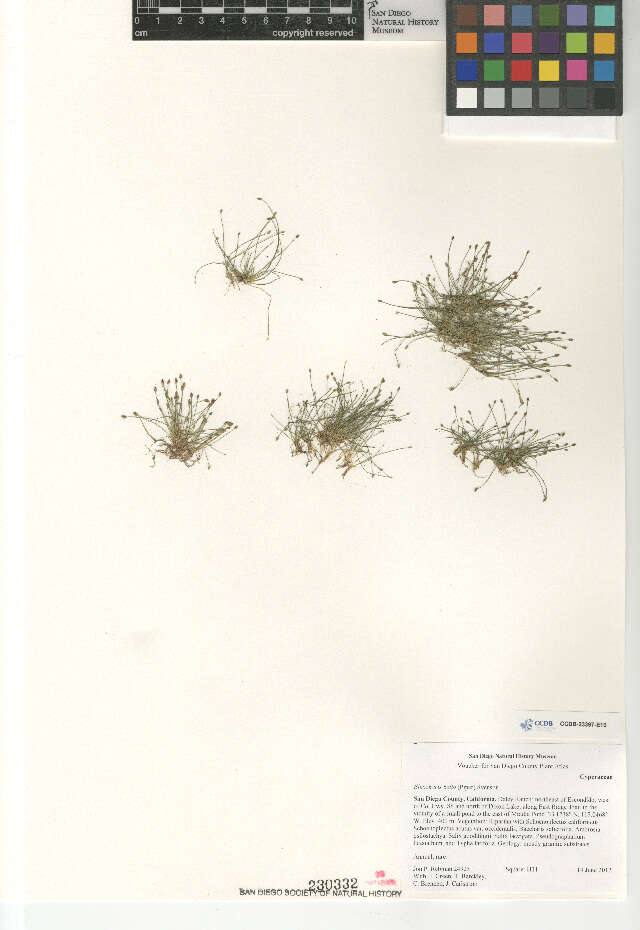 Image of Delicate Spike-Rush