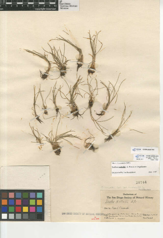 Image of Nuttall's Quillwort