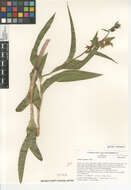 Слика од Epipactis gigantea Douglas ex Hook.