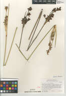 Image of Juncus acutus leopoldii