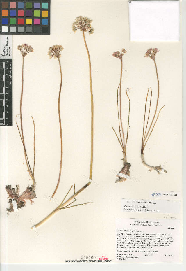 Image of Allium marvinii