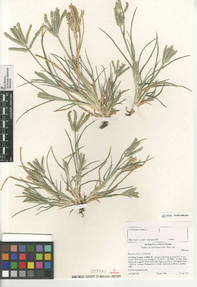 Eleusine indica (L.) Gaertn. resmi