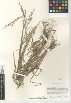 Image of Arizona brome