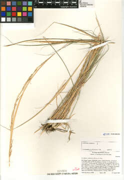 Image of sand dropseed