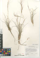 Aristida purpurea purpurea的圖片