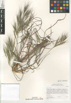 Image of Barren Brome