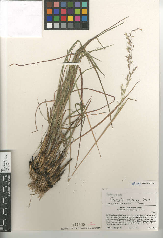 Image of perennial veldtgrass