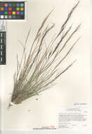 Aristida purpurea nealleyi的圖片