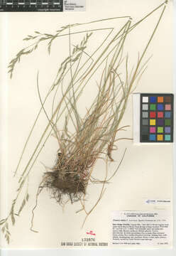 Image of red fescue