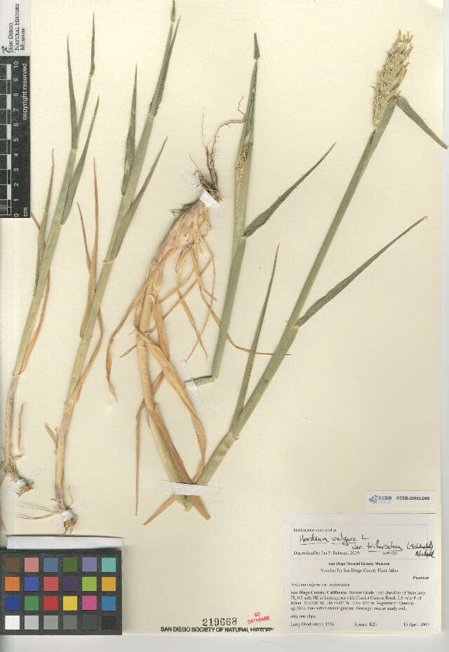 Hordeum vulgare trifurcatum resmi