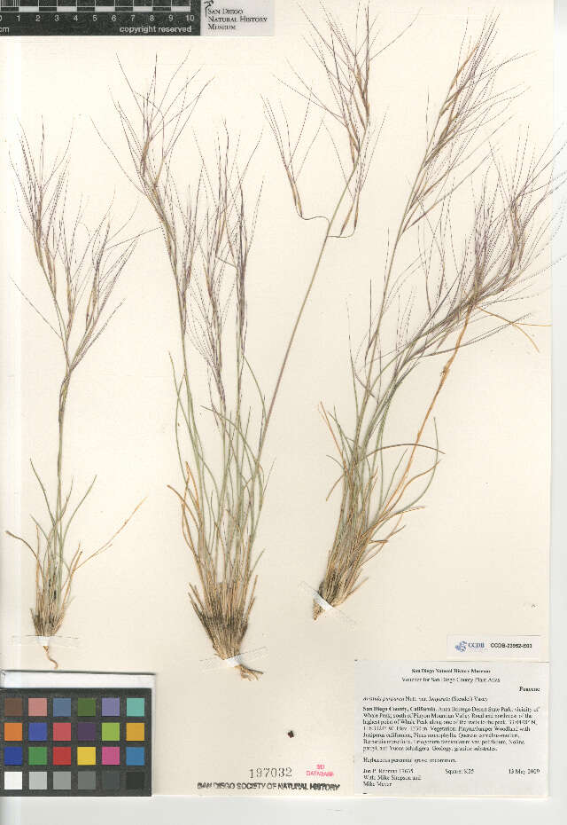 Aristida purpurea longiseta的圖片