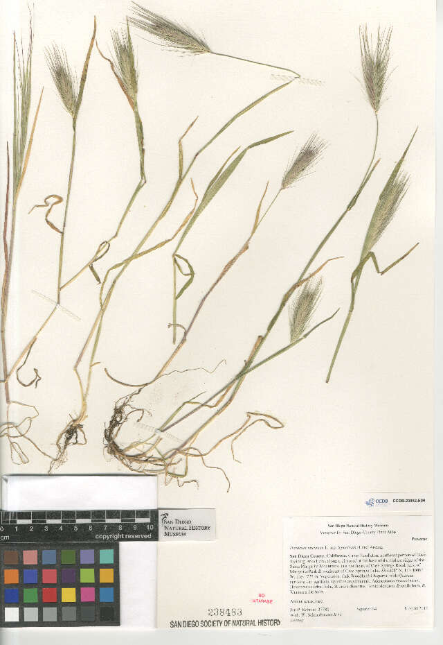 Image of Hordeum murinum leporinum