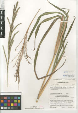 Image of Vasey's grass