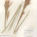 Image of Andropogon glomeratus scabriglumis