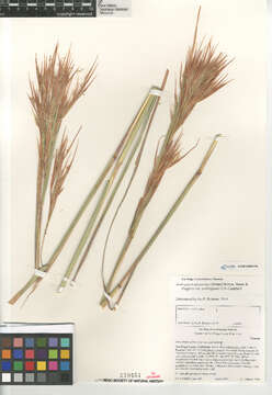 Image of Andropogon glomeratus scabriglumis