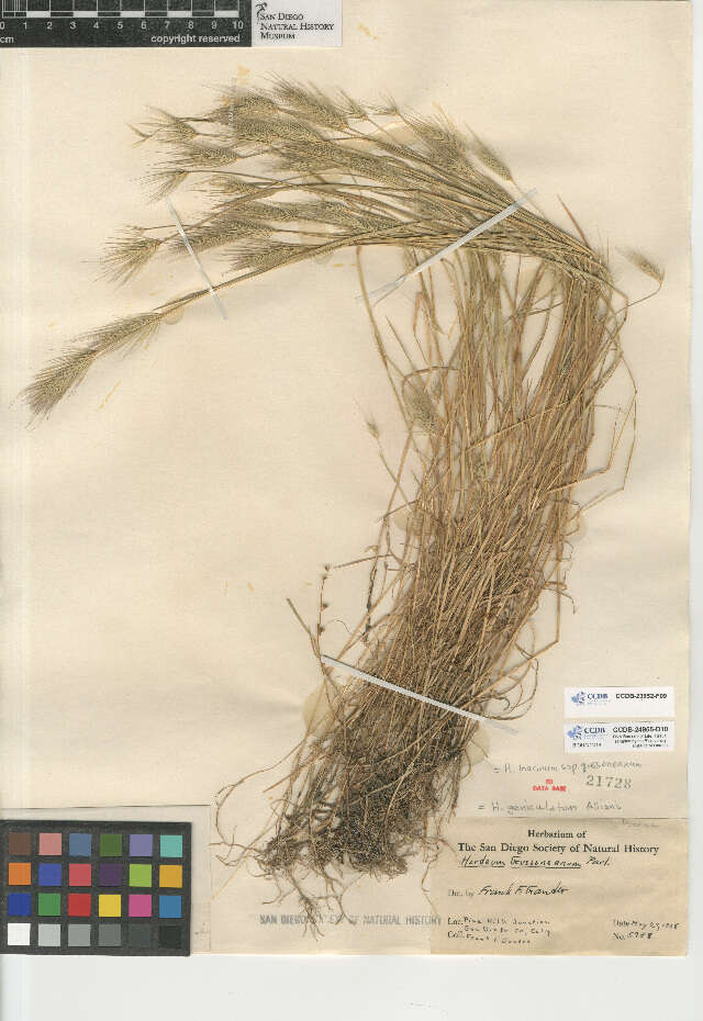 Image of Hordeum marinum gussoneanum