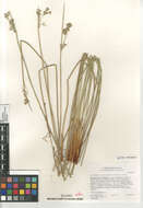 صورة Juncus effusus austrocalifornicus