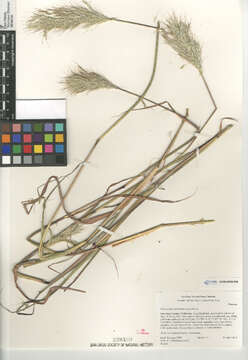 صورة Bothriochloa barbinodis (Lag.) Herter